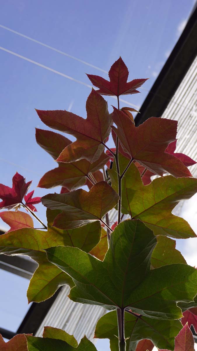 Liquidambar formosana 'Ellen' meerstammig / struik blad