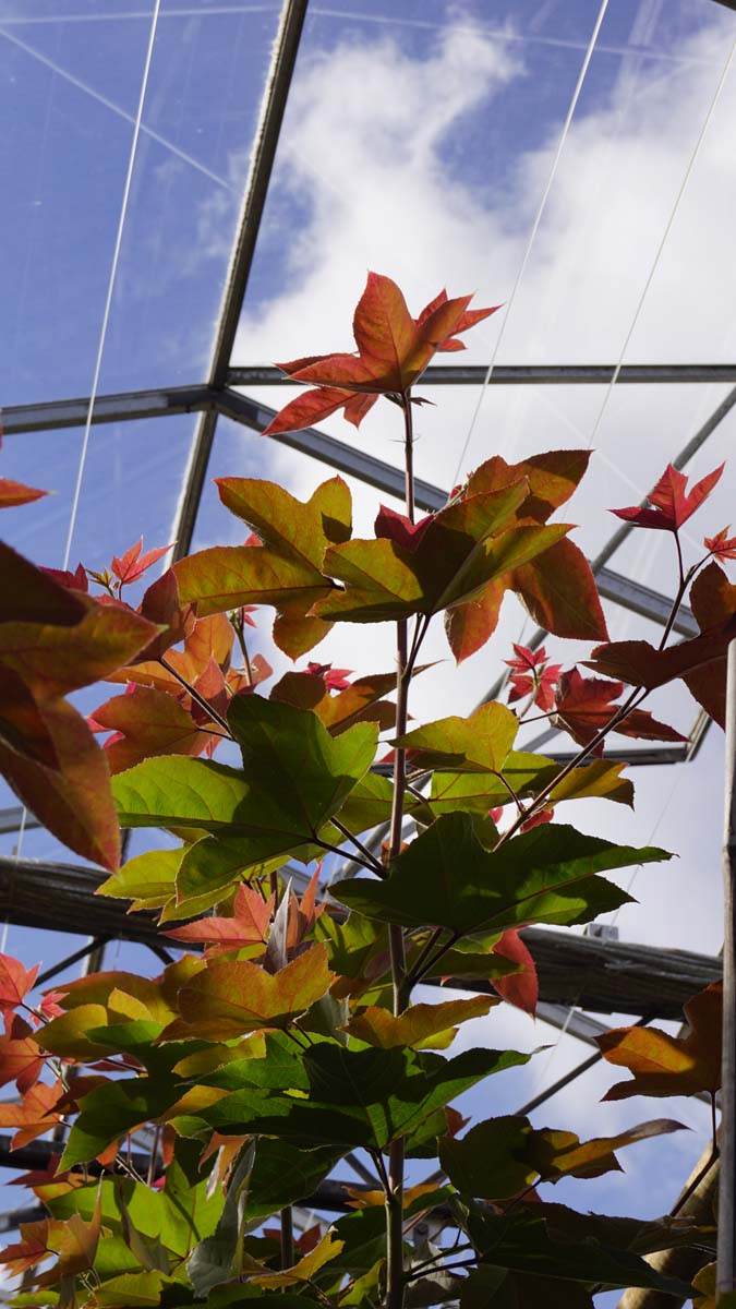 Liquidambar formosana 'Ellen' op stam