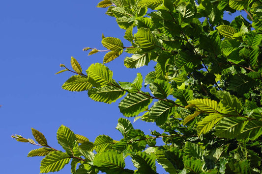 Carpinus betulus 'A. Beeckman' Tuinplanten