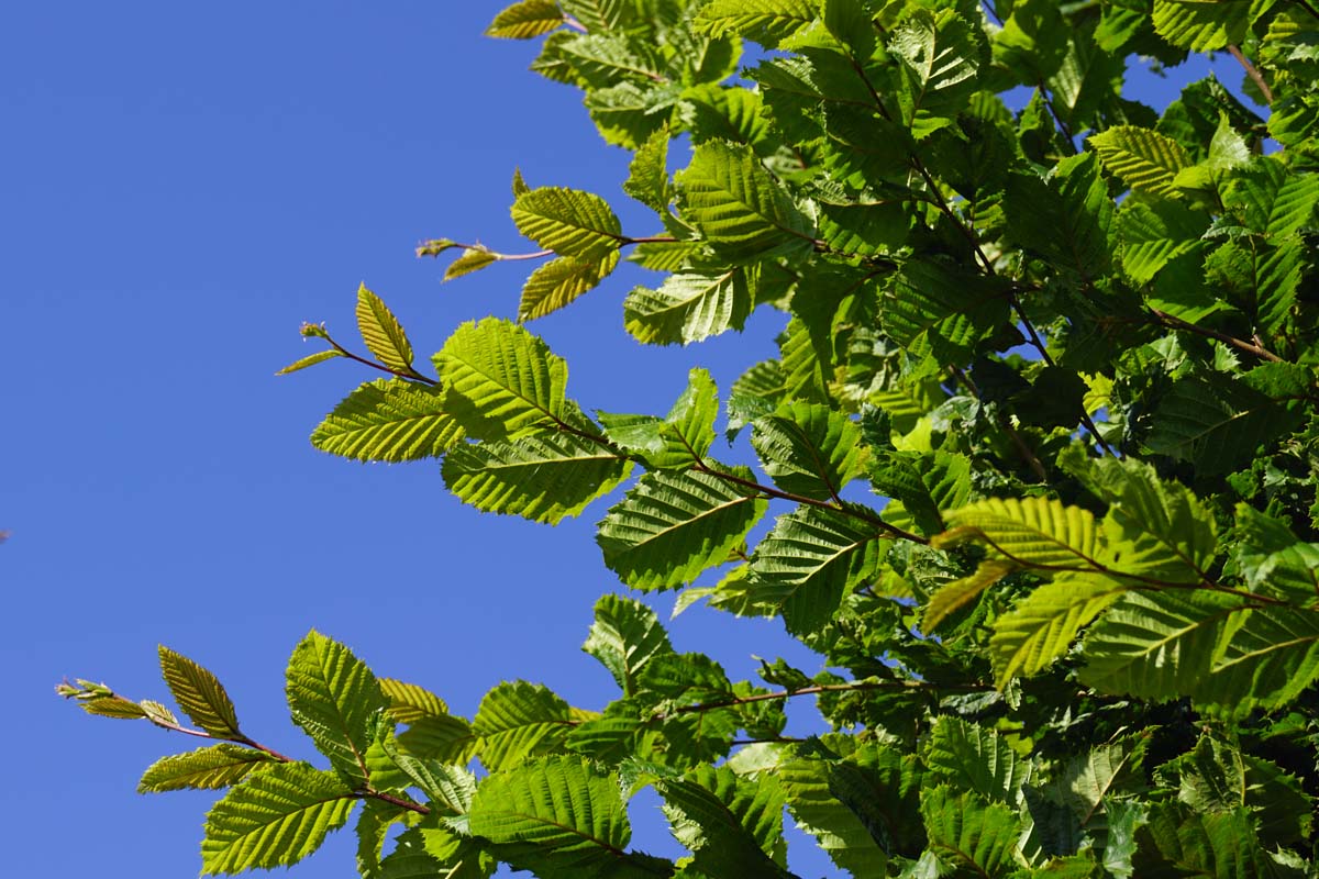 Carpinus betulus 'A. Beeckman' op stam