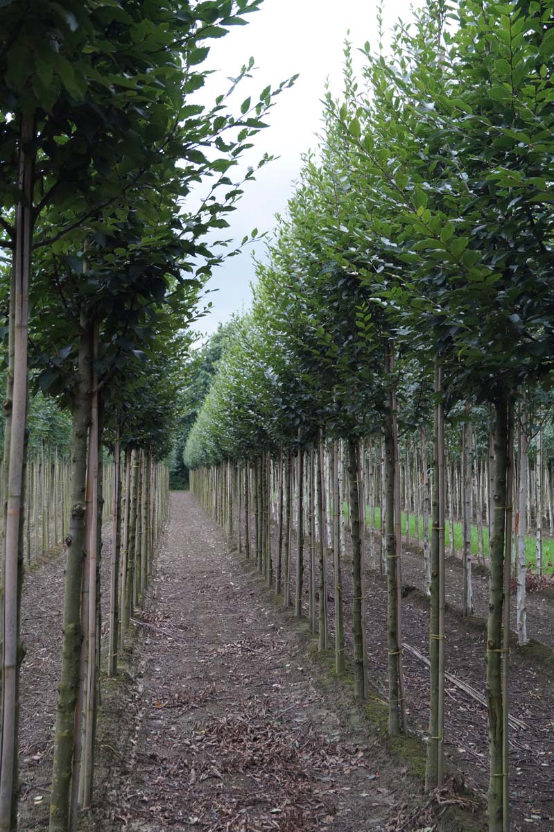 Carpinus betulus 'A. Beeckman' op stam