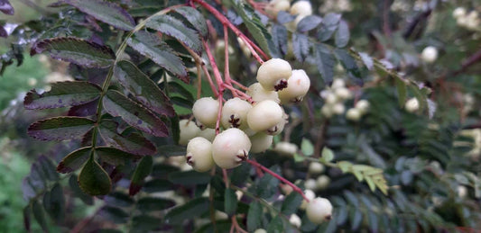 Sorbus frutescens Tuinplanten