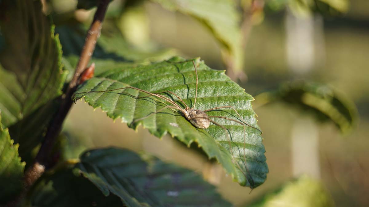Carpinus betulus 'Lucas' meerstammig / struik