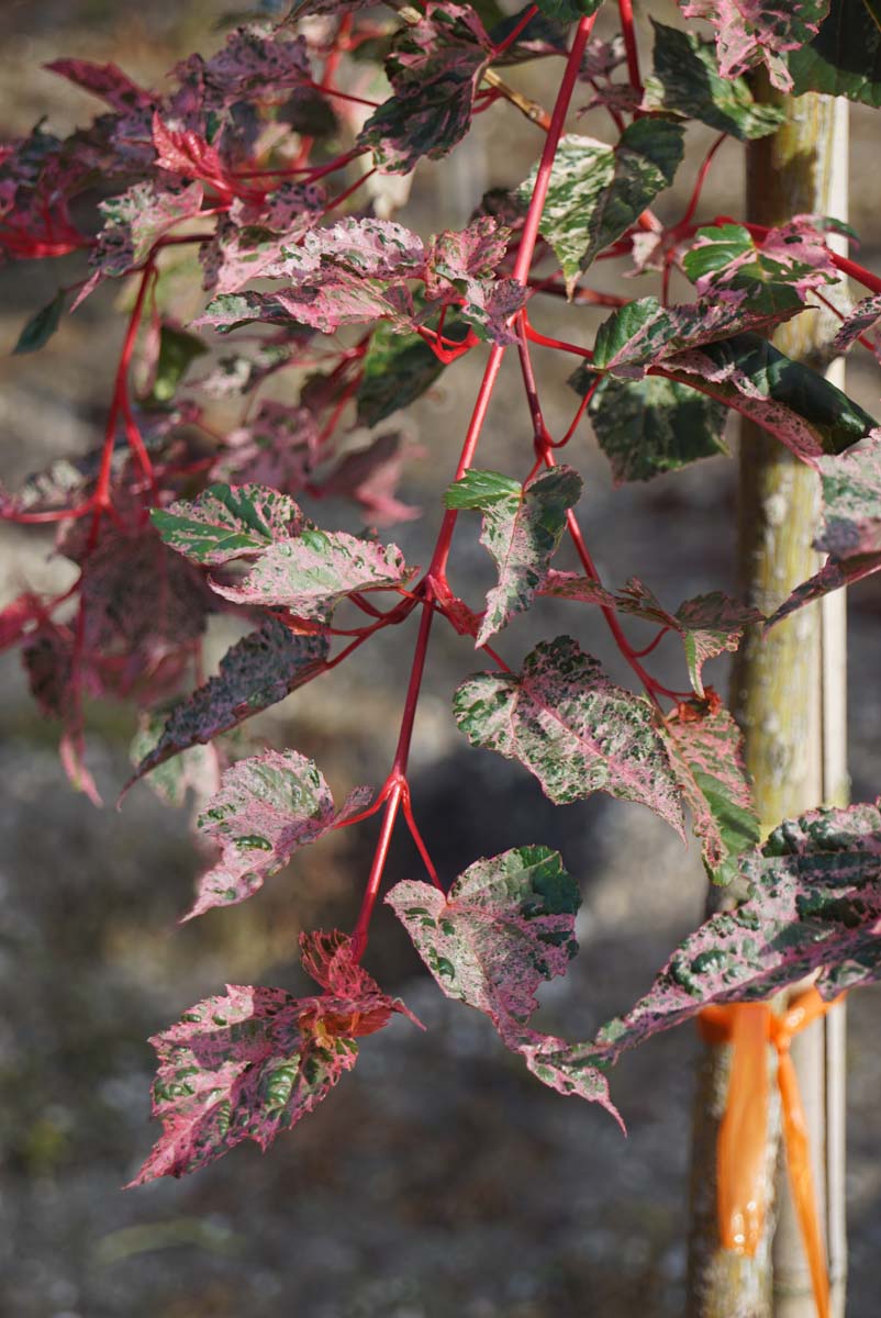 Acer conspicuum 'Red Flamingo' Tuinplanten blad