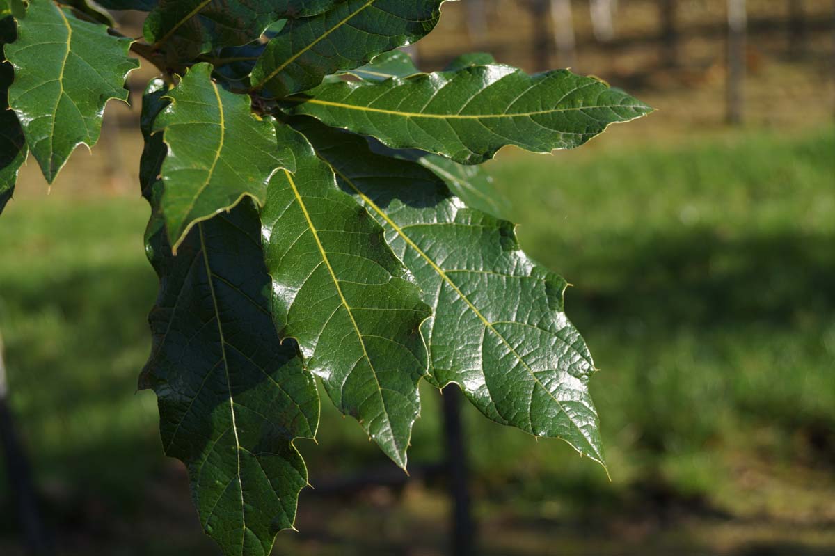 Quercus rysophylla 'Maya' solitair blad