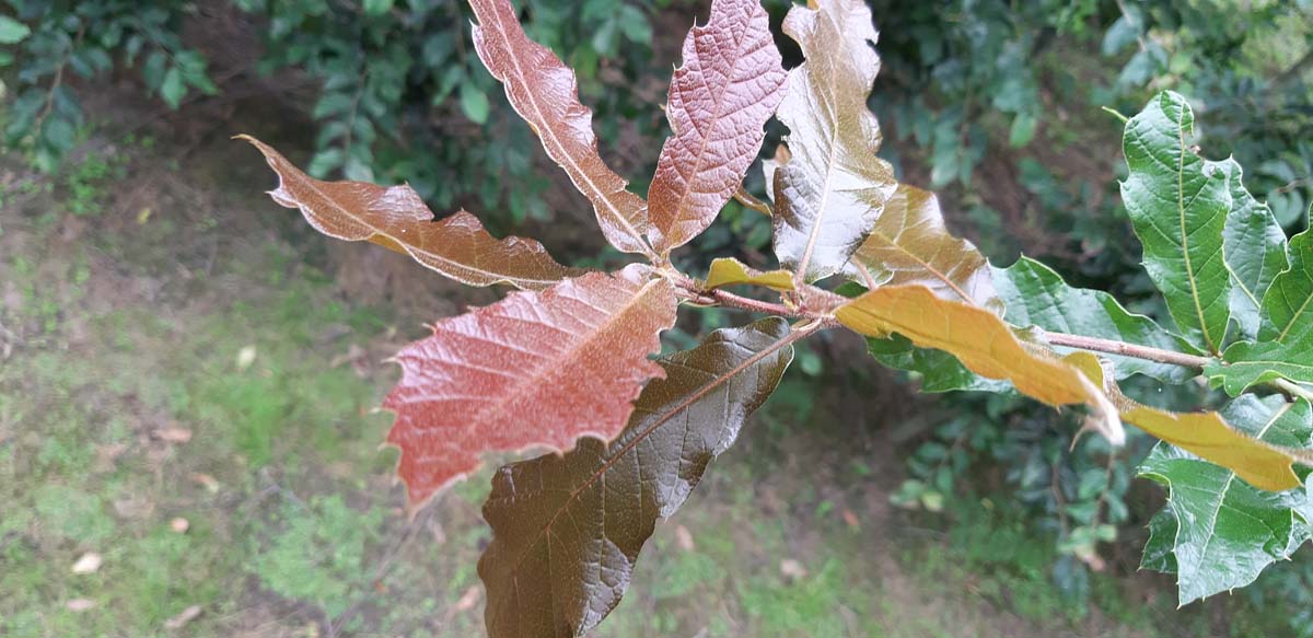 Quercus rysophylla 'Maya' Tuinplanten blad