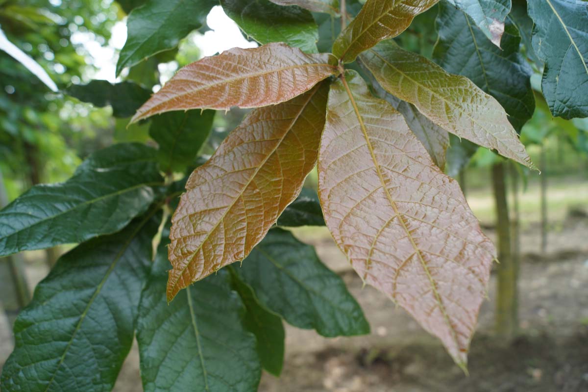 Quercus warei 'Long' op stam