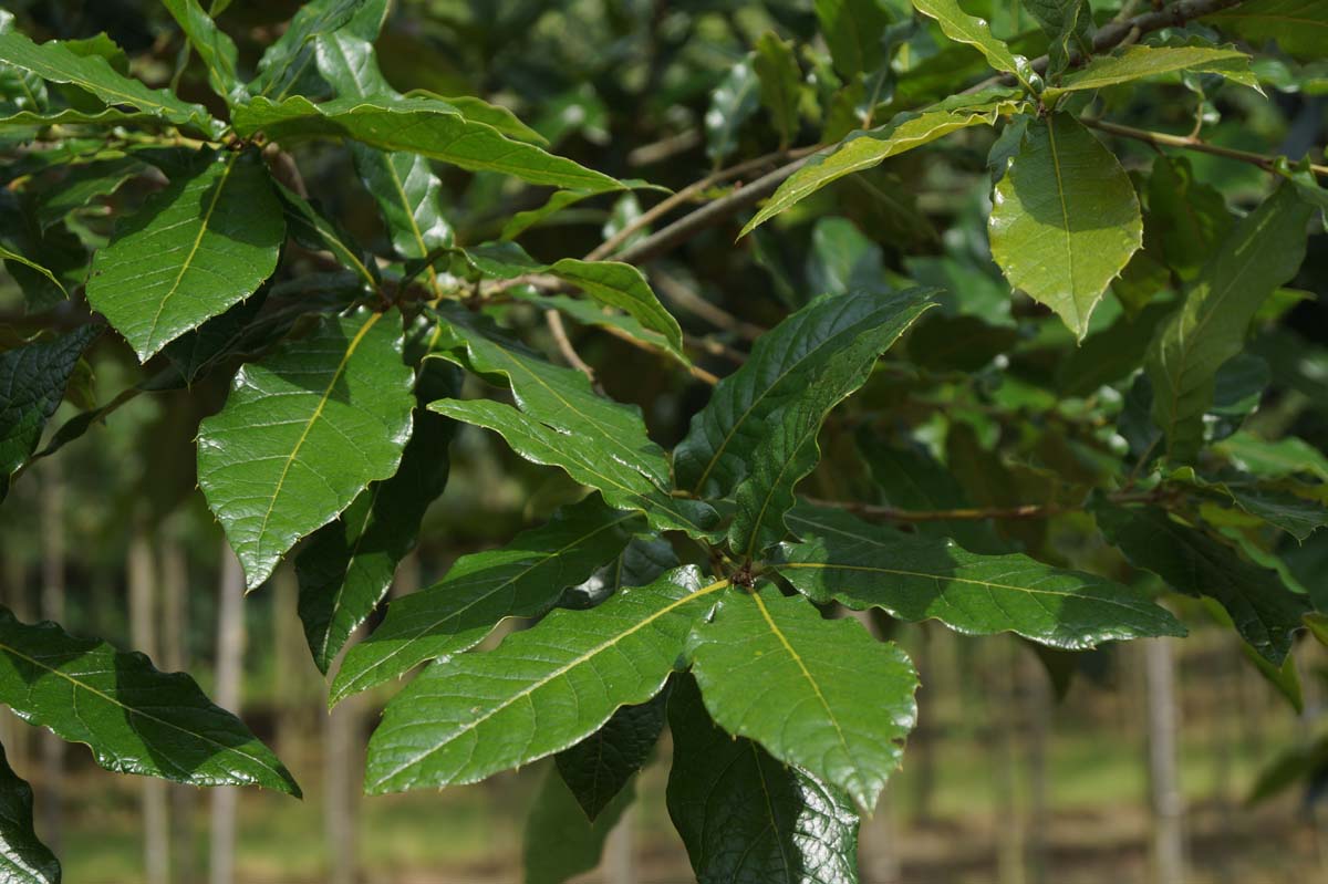 Quercus warei 'Long' Tuinplanten