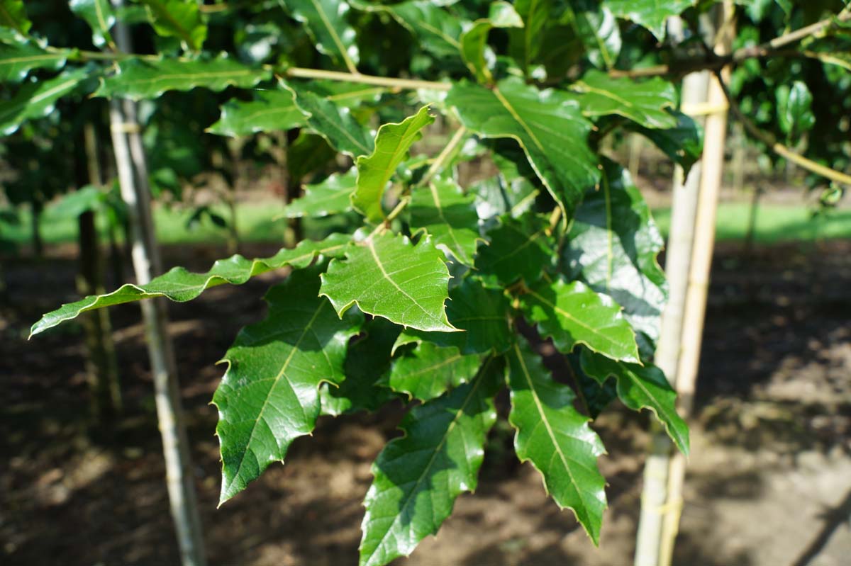 Quercus warei 'Long' Tuinplanten
