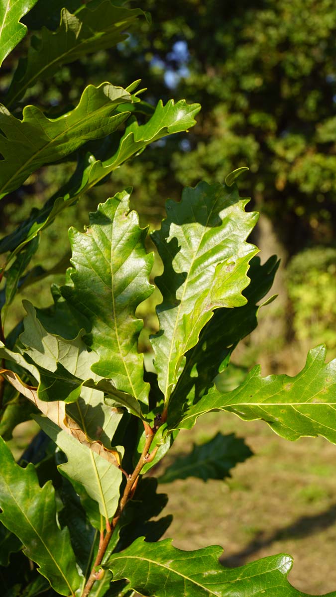 Quercus warei 'Nadler' op stam