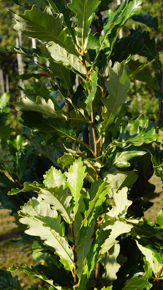 Quercus warei 'Nadler' op stam