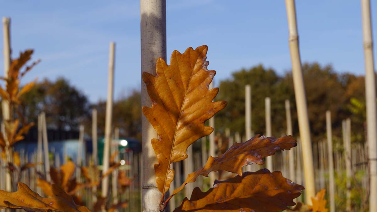 Quercus warei 'Nadler' op stam