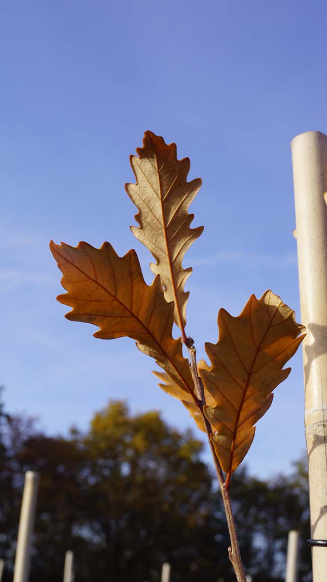 Quercus warei 'Nadler' op stam