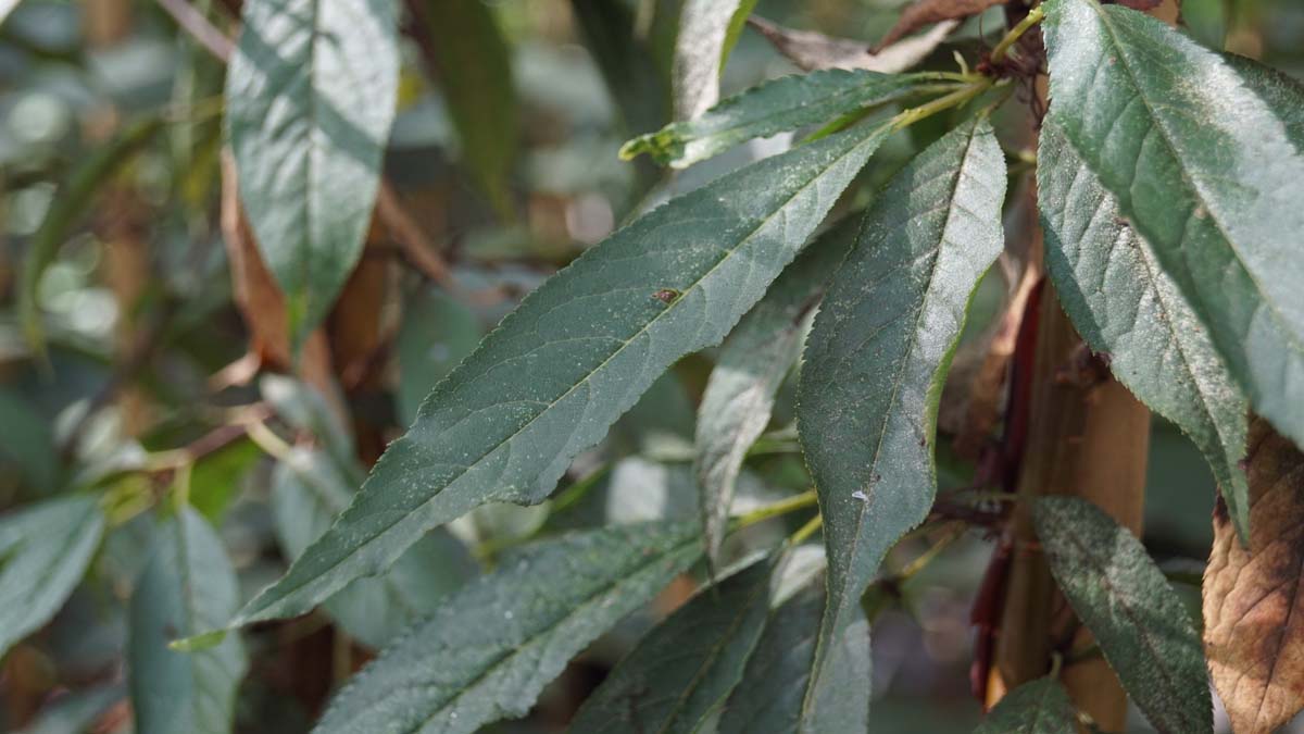 Prunus serrula 'Branklyn' Tuinplanten