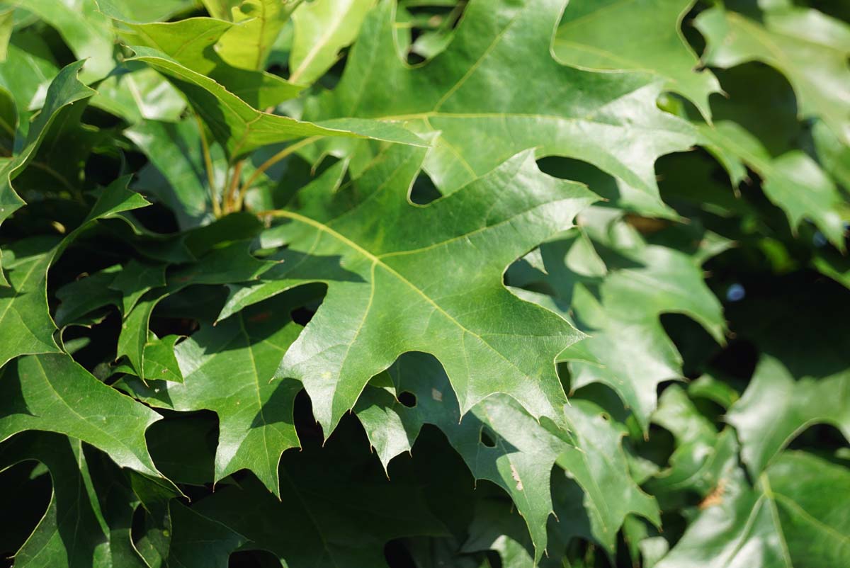 Quercus palustris 'Isabel' meerstammig / struik