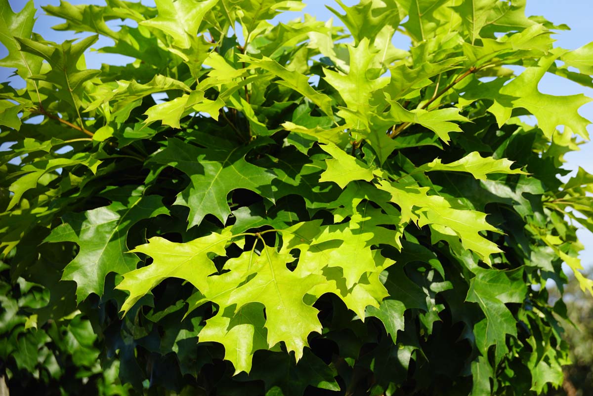 Quercus palustris 'Isabel' op stam
