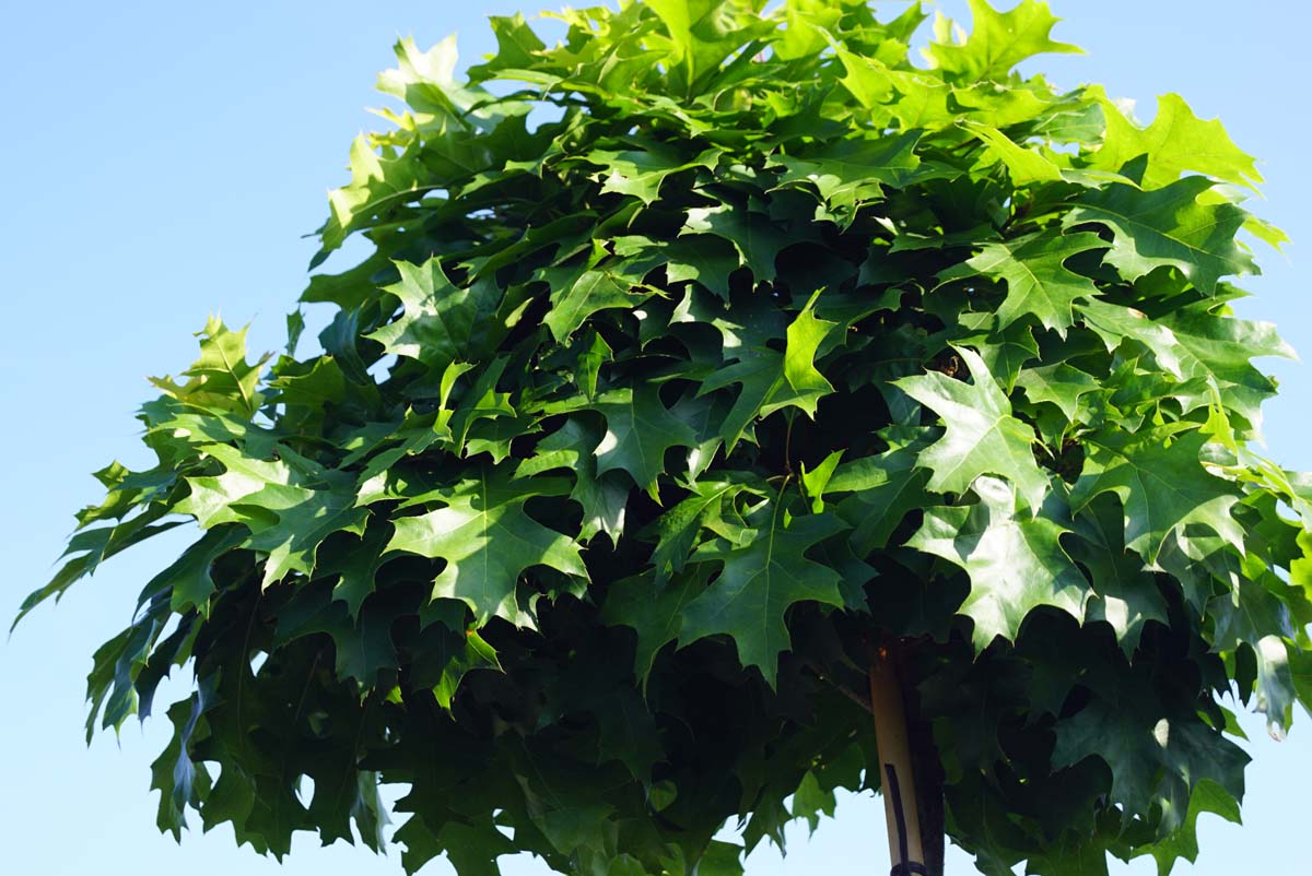 Quercus palustris 'Isabel' op stam