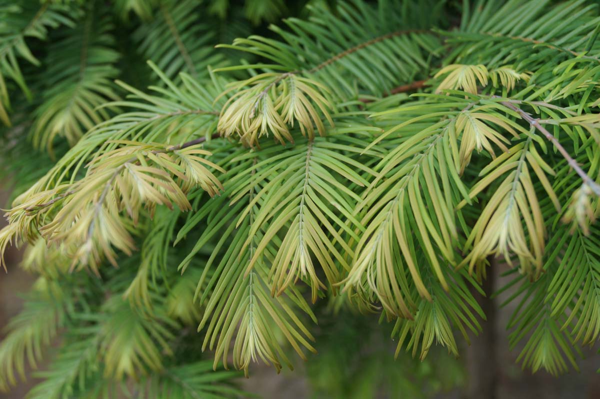 Metasequoia glyptostroboides 'Matthaei Broom' op stam