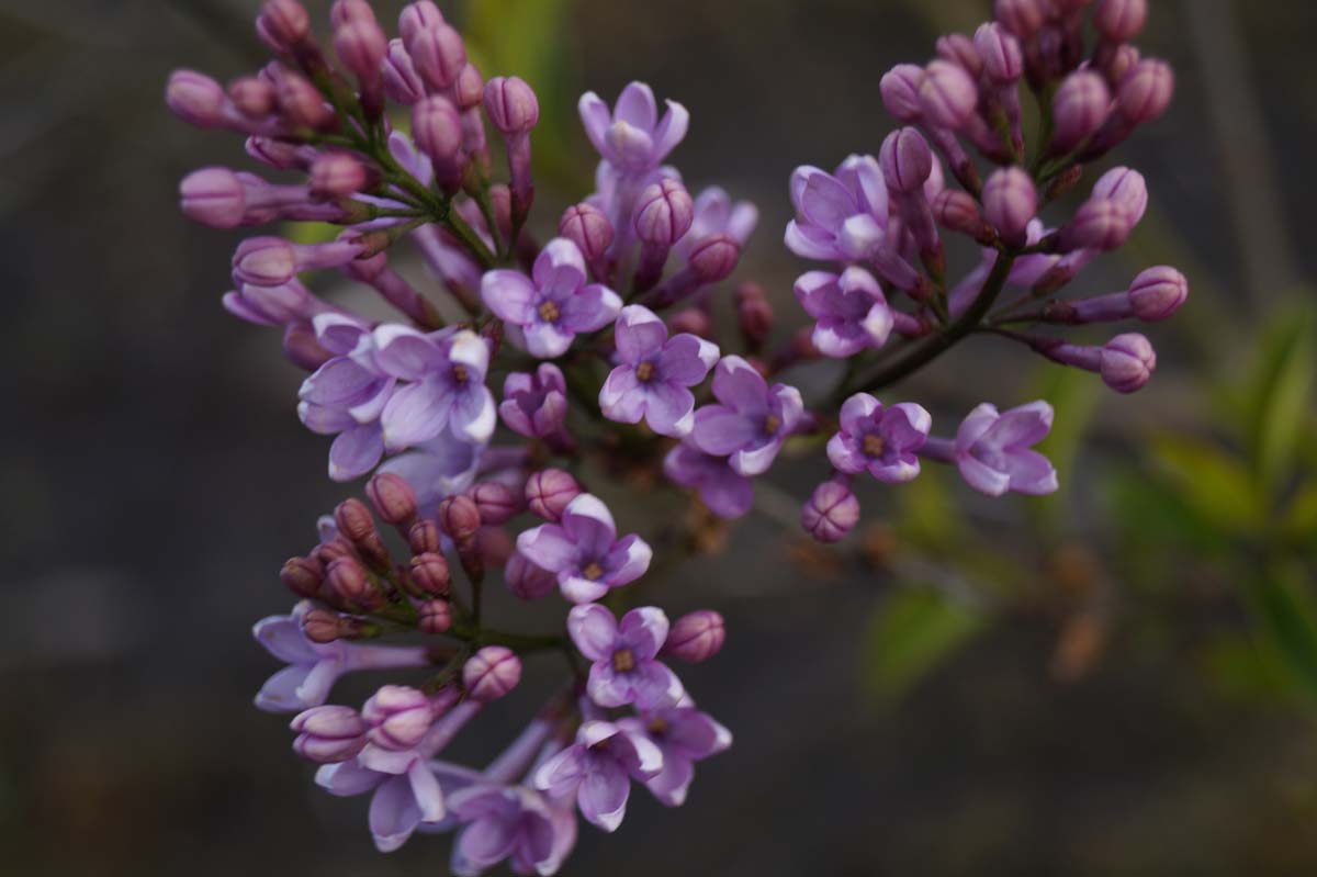 Syringa chinensis 'Lilac Sunday' meerstammig / struik