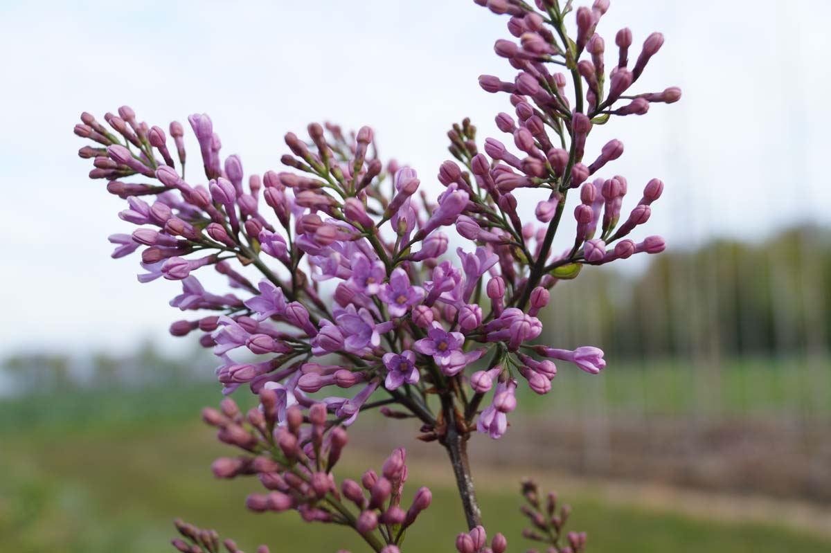 Syringa chinensis 'Lilac Sunday' meerstammig / struik