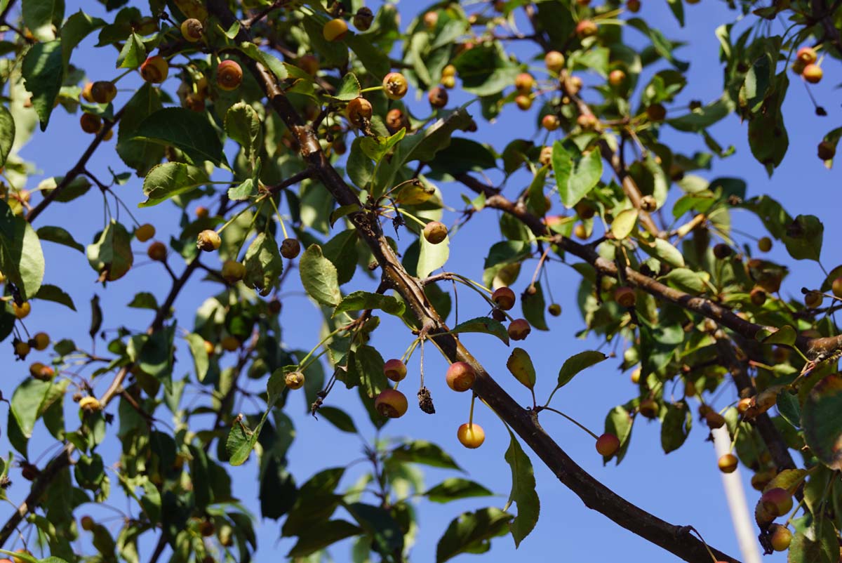 Malus 'Mazam' op stam