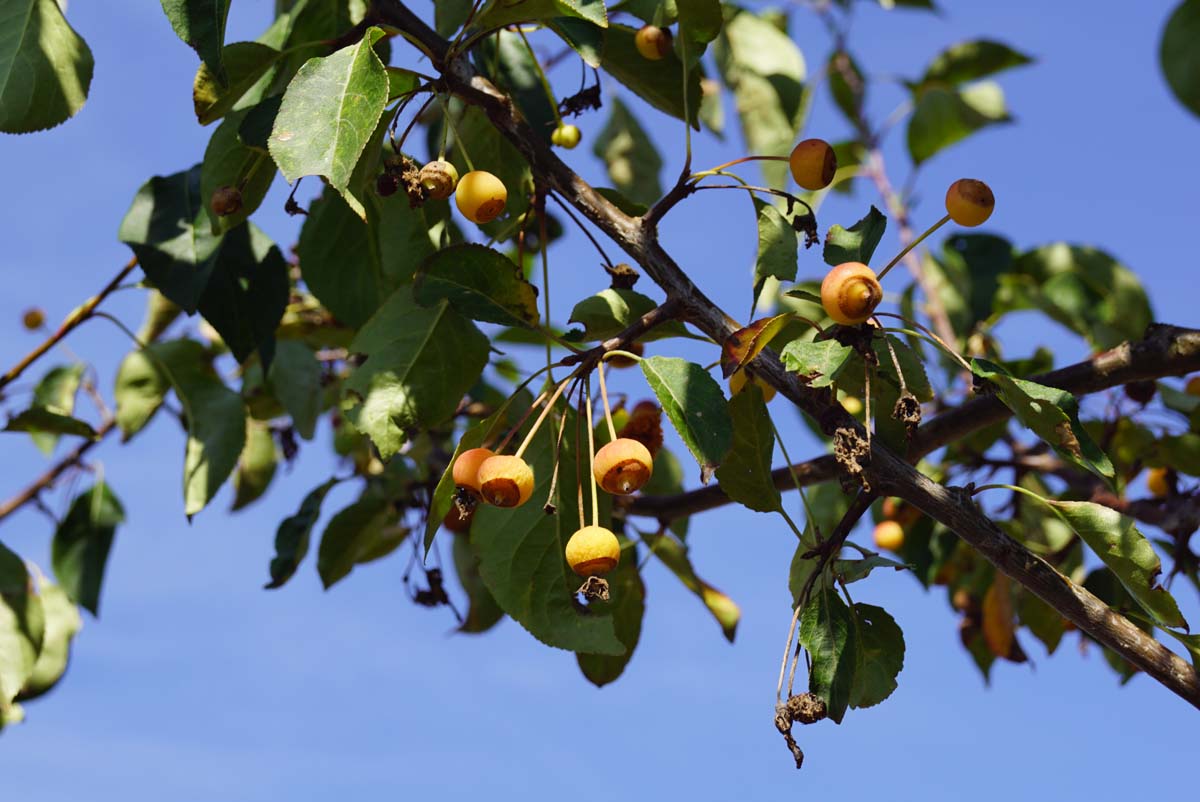 Malus 'Mazam' op stam