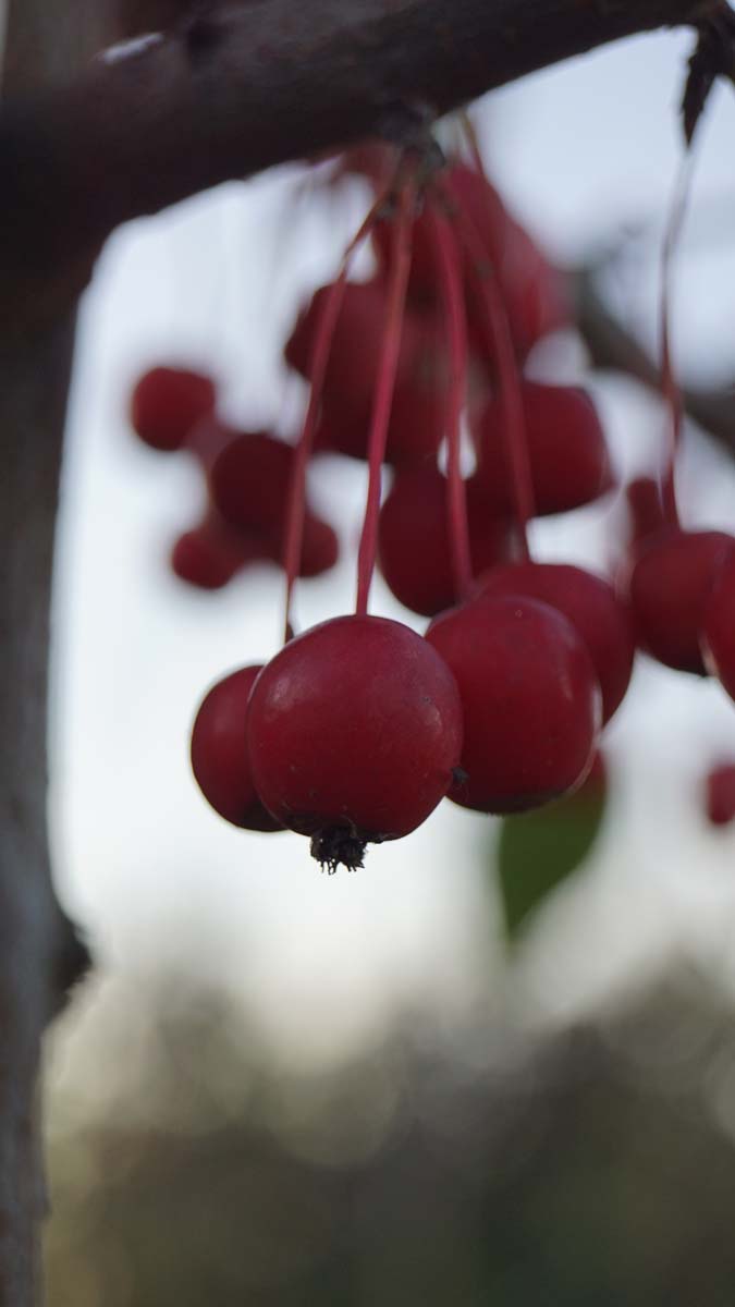 Malus 'Sutyzam' op stam