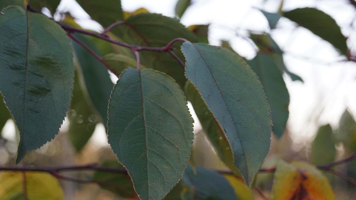Malus 'Sutyzam' op stam