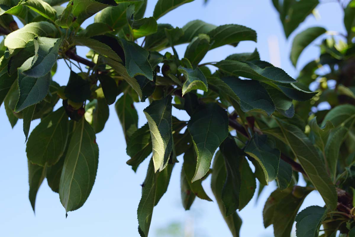 Malus 'Sutyzam' meerstammig / struik