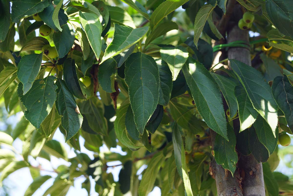 Malus 'Sutyzam' op stam