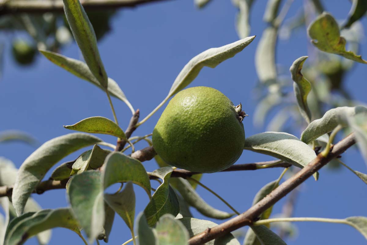 Pyrus elaeagnifolia 'Silver Sails' leiboom