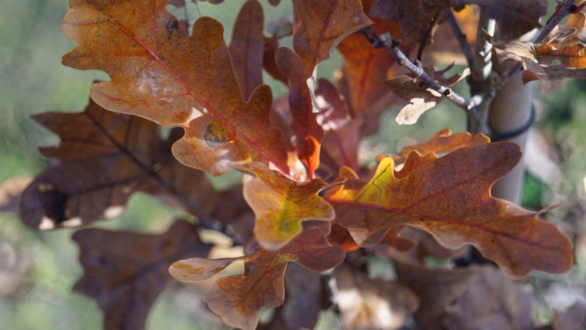 Quercus bimundorum 'Crimschmidt' Tuinplanten herfstkleur