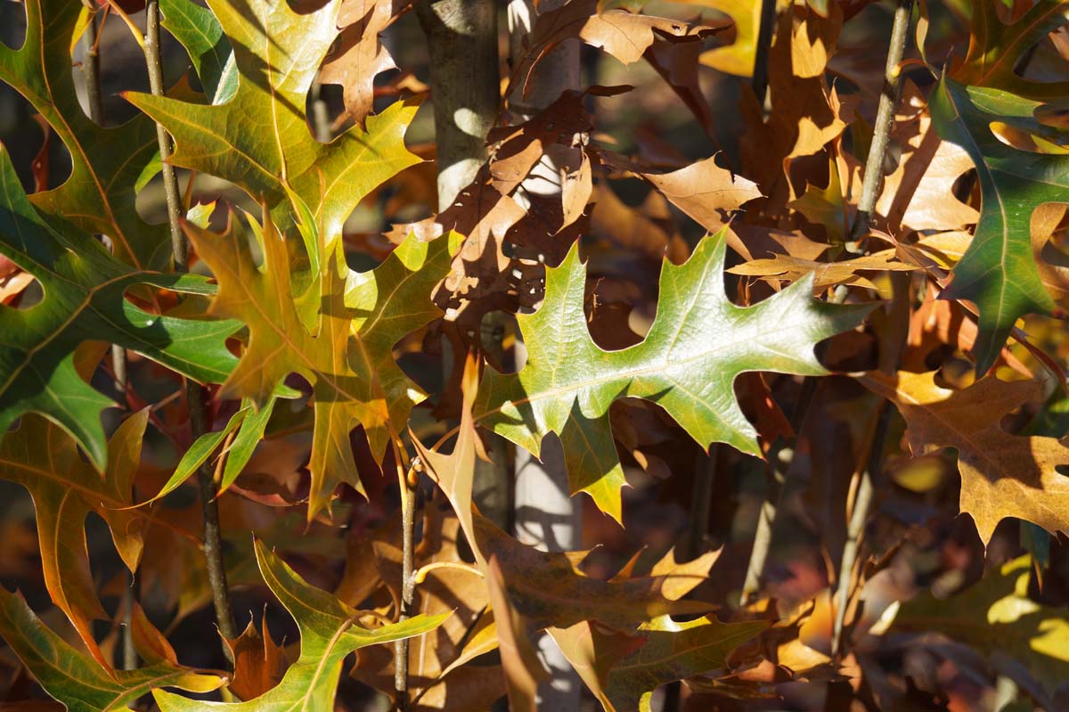 Quercus palustris 'Pringreen' Tuinplanten herfstkleur