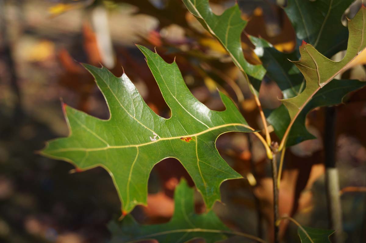 Quercus palustris 'Pringreen' Tuinplanten blad