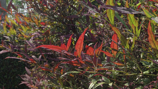 Nandina domestica 'Seika' meerstammig / struik