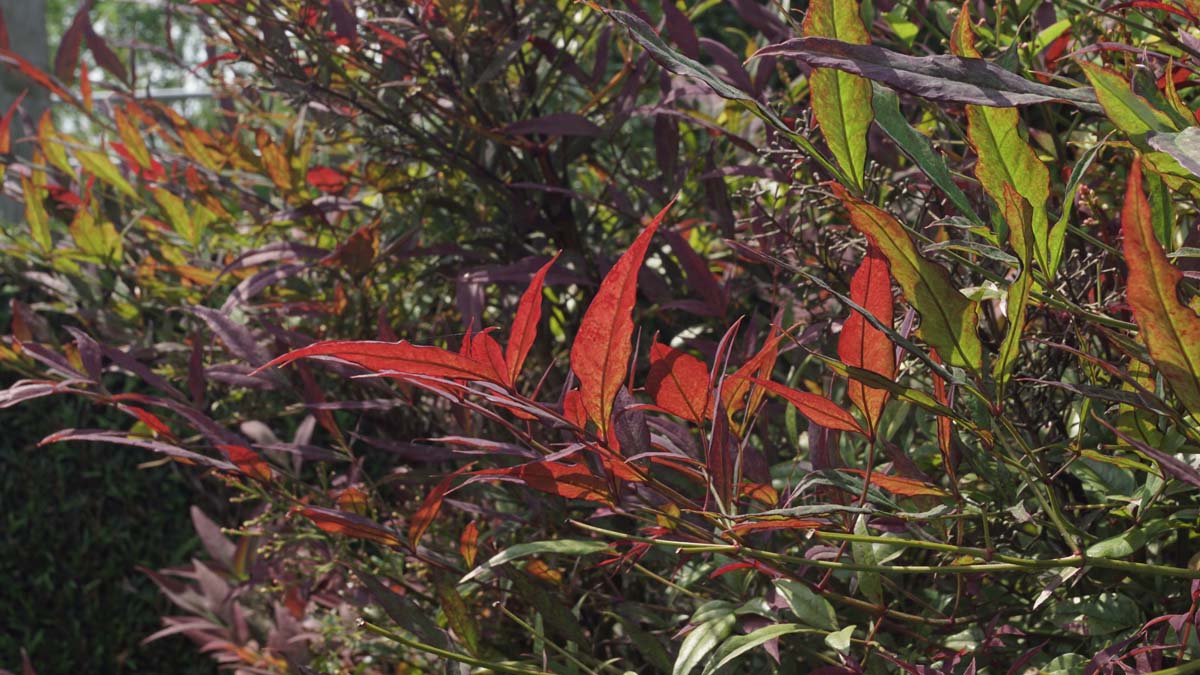 Nandina domestica 'Seika' op stam