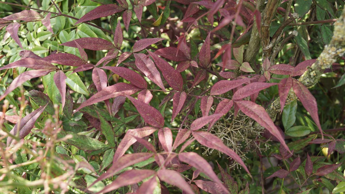 Nandina domestica 'Seika' op stam