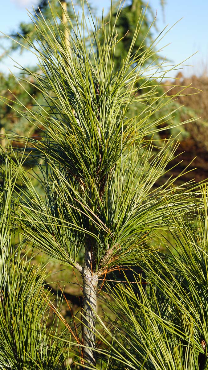 Pinus strobus 'Stowe Pillar' Tuinplanten