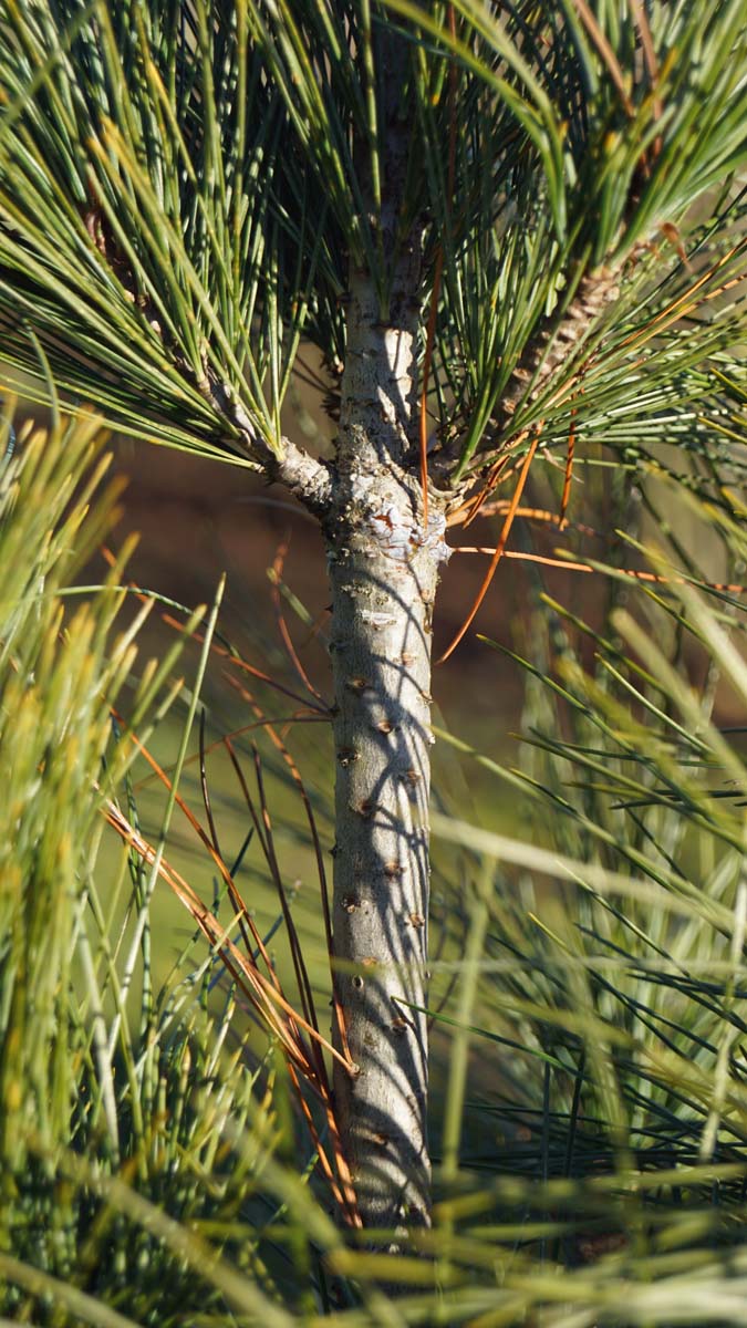 Pinus strobus 'Stowe Pillar' Tuinplanten