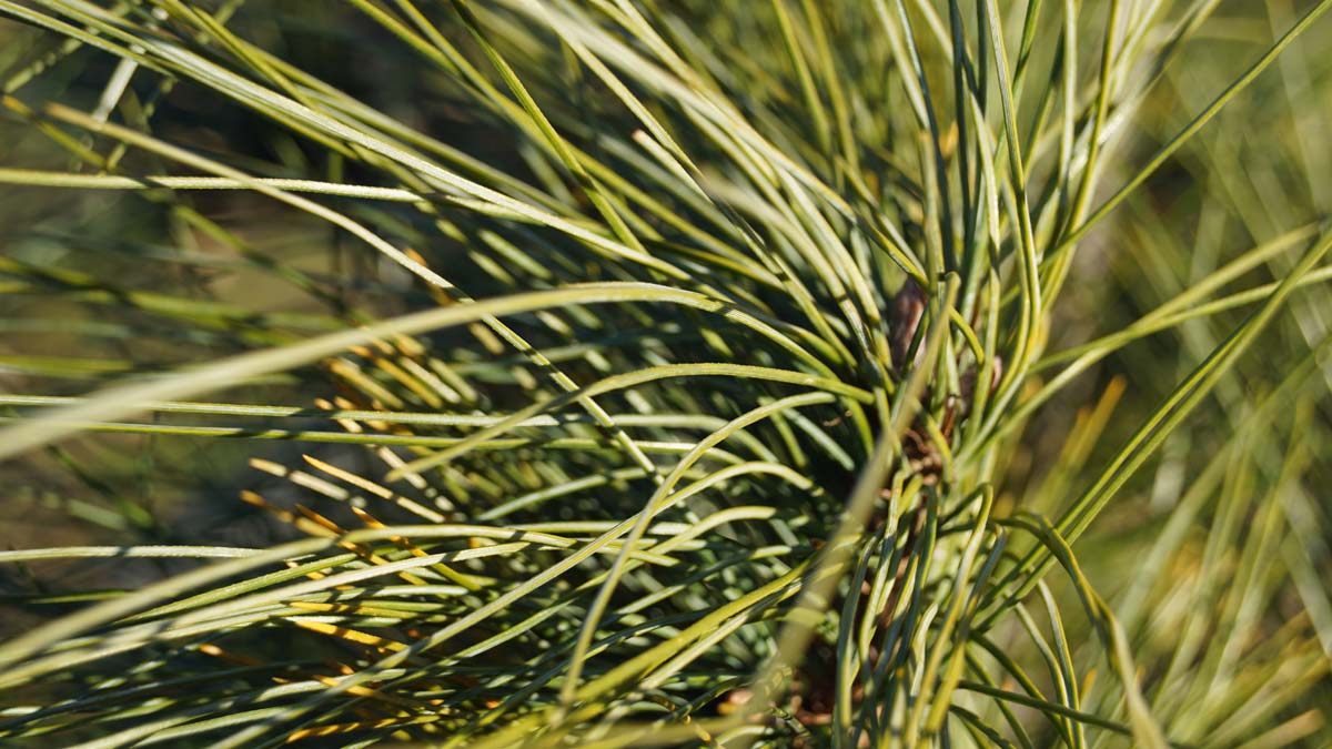 Pinus strobus 'Stowe Pillar' Tuinplanten