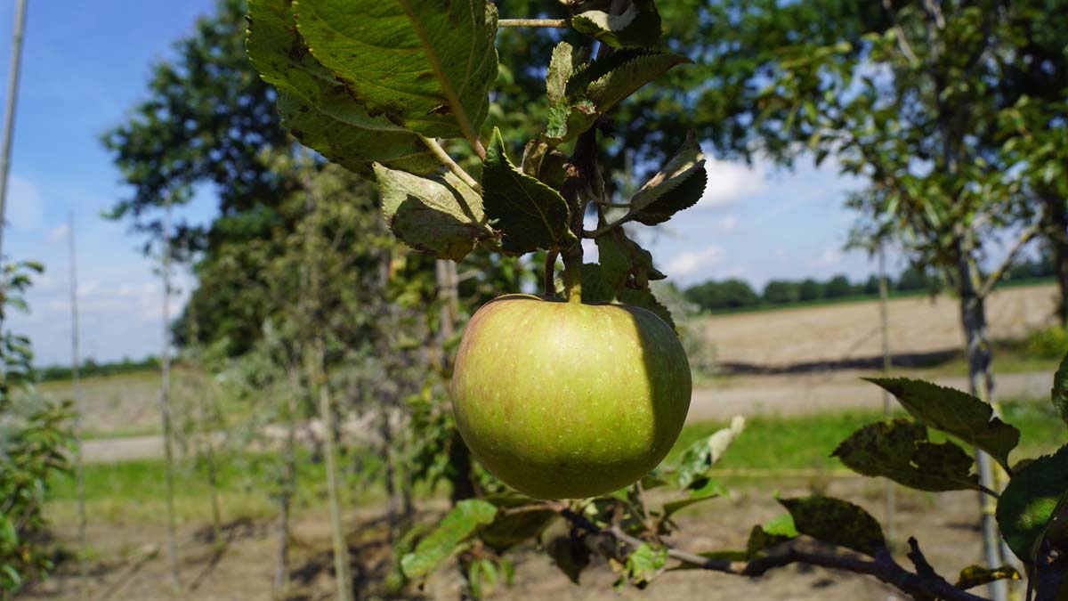 Malus domestica 'Sevenummer Striepke' op stam