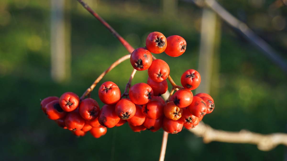 Sorbus aucuparia 'Fingerprint' op stam