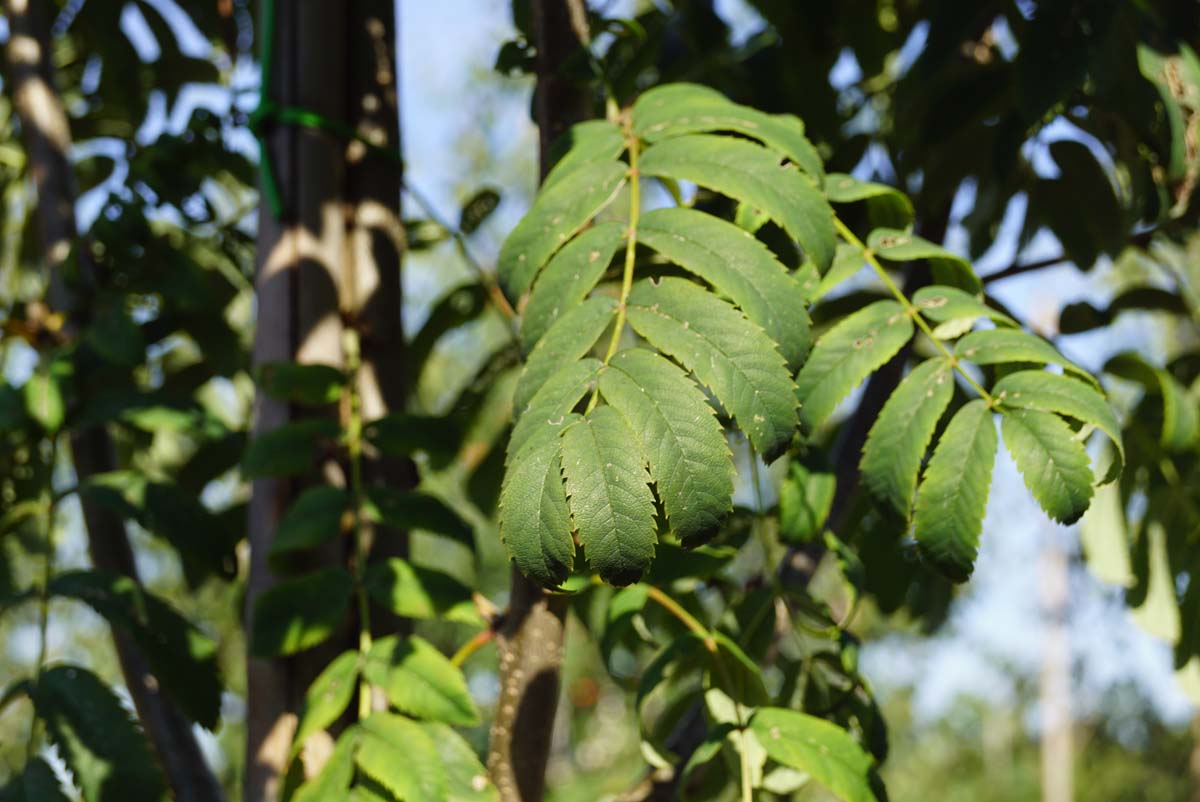 Sorbus aucuparia 'Fingerprint' op stam