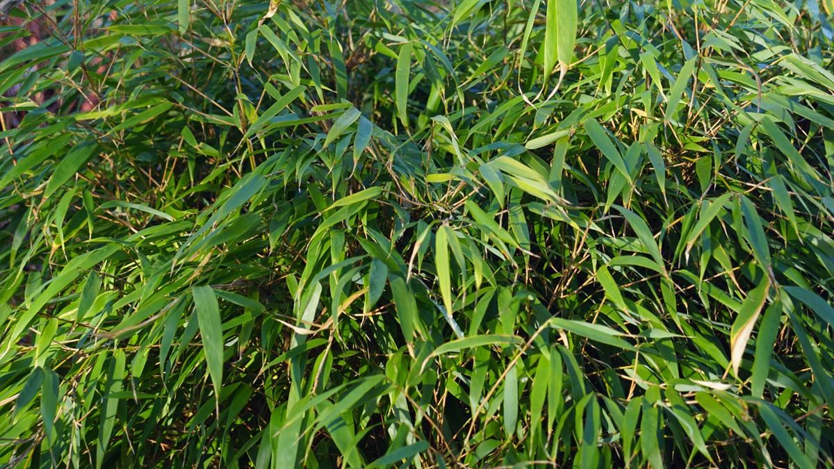 Fargesia 'Genf'