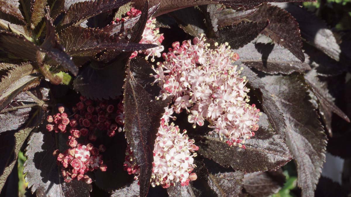 Sambucus nigra 'Eiffel 1' Tuinplanten