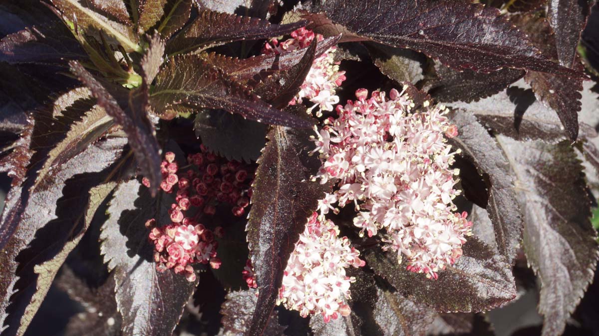 Sambucus nigra 'Eiffel 1' haagplant