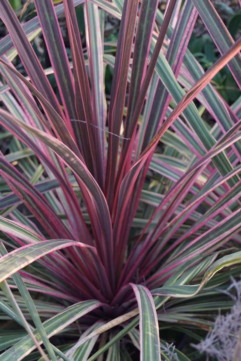 Cordyline 'Can Can' meerstammig / struik blad