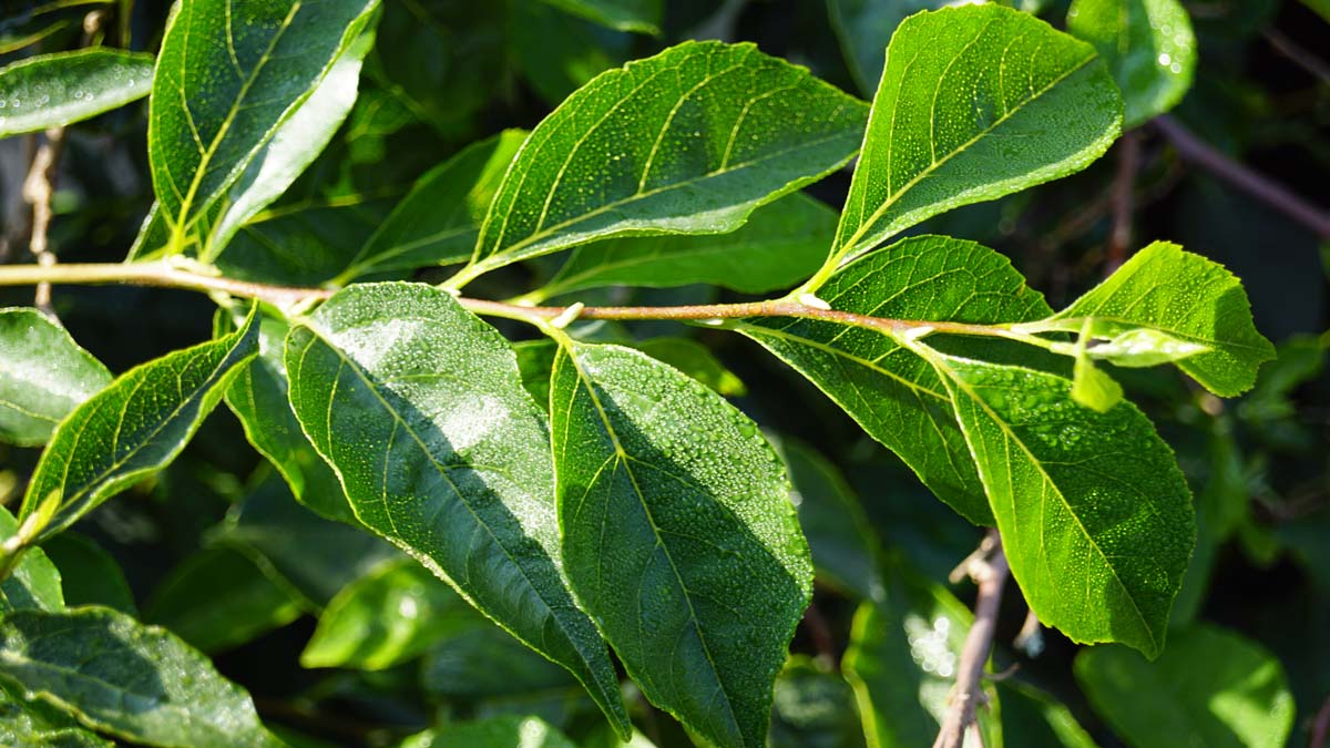 Styrax japonicus 'Issai' Tuinplanten