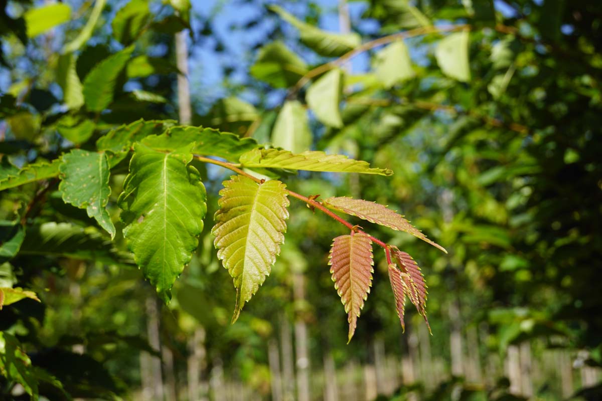 Zelkova serrata 'Fastigiata' op stam blad