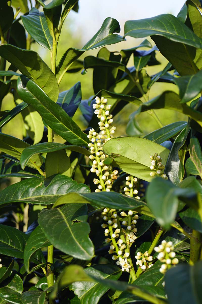 Prunus laurocerasus 'Greentorch' solitair bloem